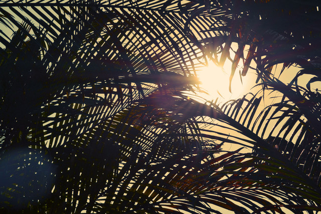 Life-of-Pix-free-stock-photos-palm-sun-nature-fresonnevelda