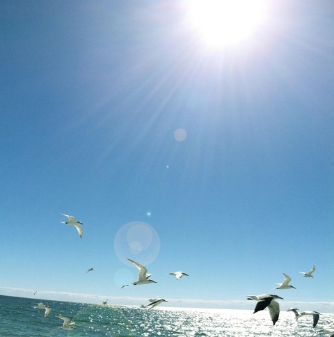 sunshine gulls MGDﾂｩ