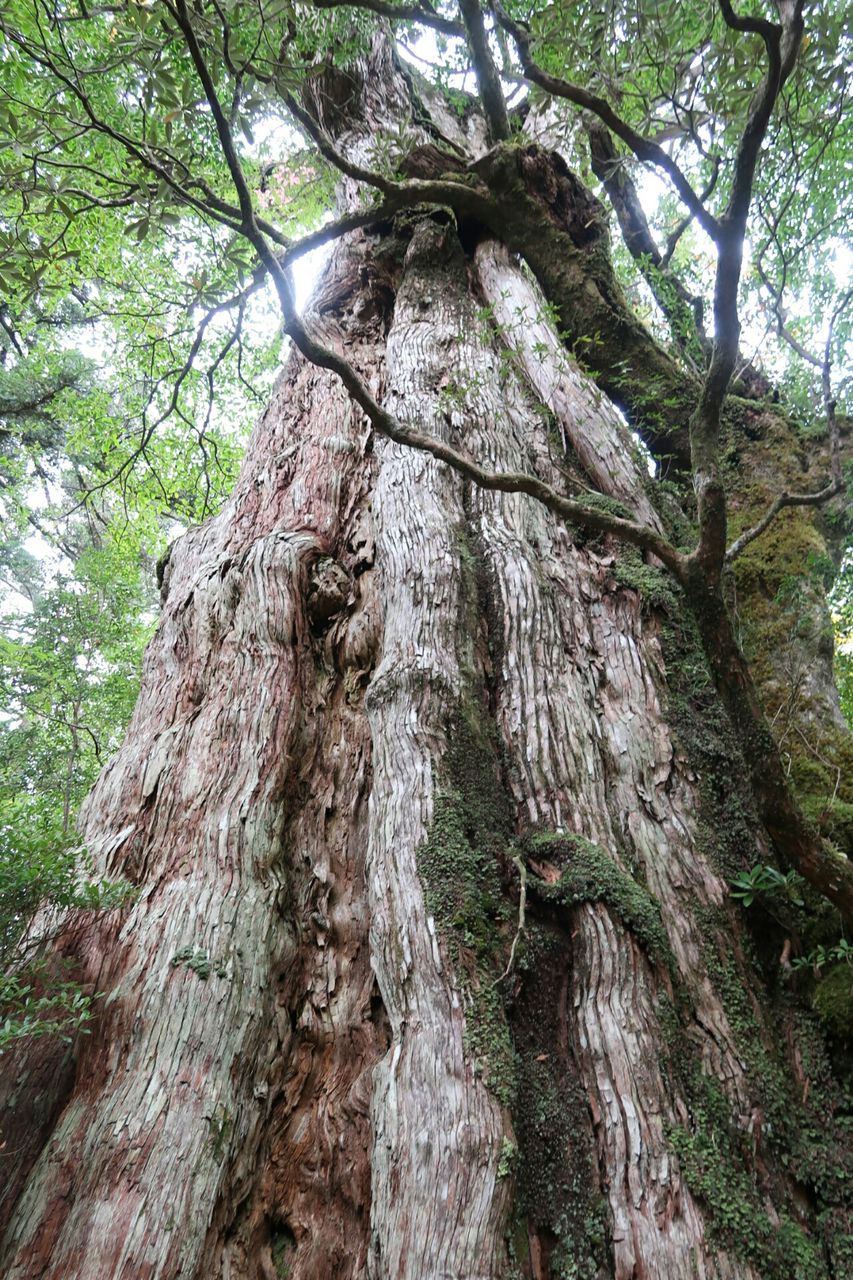 登山の花粉症対策 花粉の少なそうな山を調べてみた 絶対にマネをしてはいけない山歩き