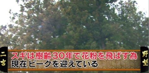arashiya_0411_kafun_003_07