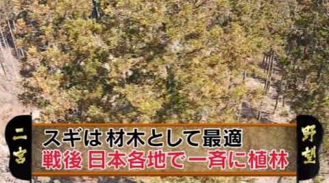 arashiya_0411_kafun_003_05