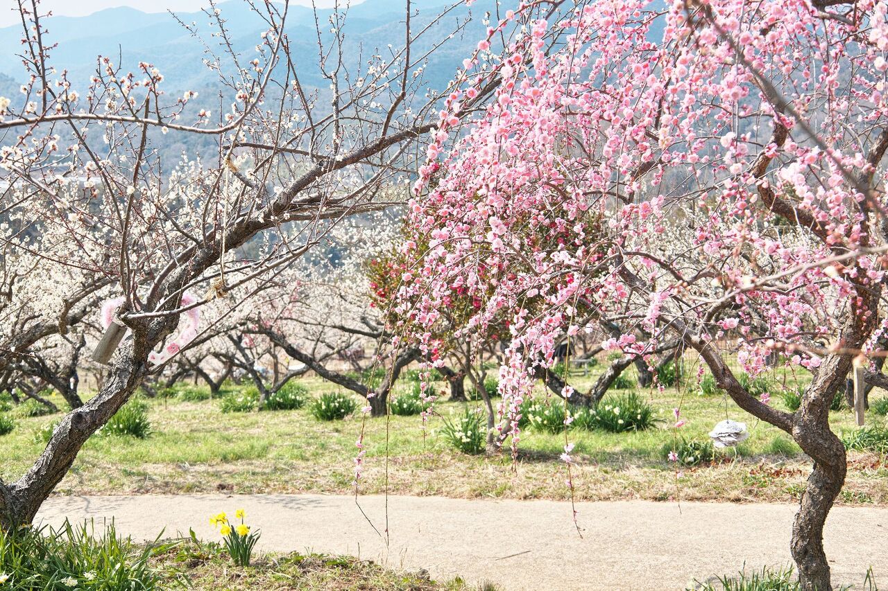 写真好きおじいさん:梅園