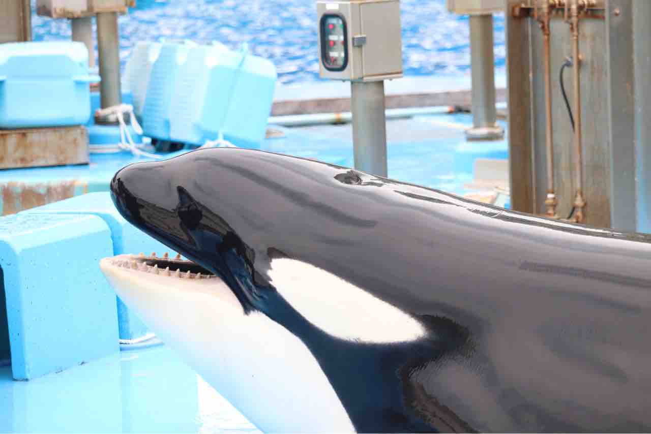 水族館 水族館の話