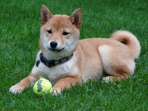 dog-2074370_640