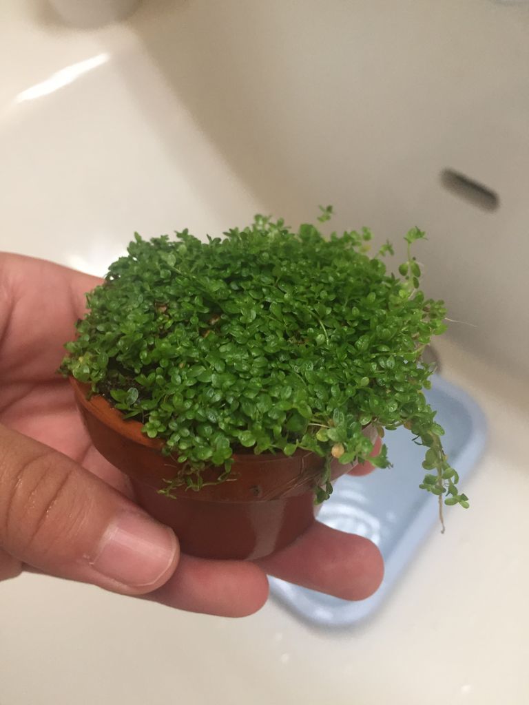 ミスト式のbioのキューバが腐って来たんで追加しました ぽちゃ太郎 ミスト式のbioのキューバが腐って来たんで追加しました ぽちゃ太郎