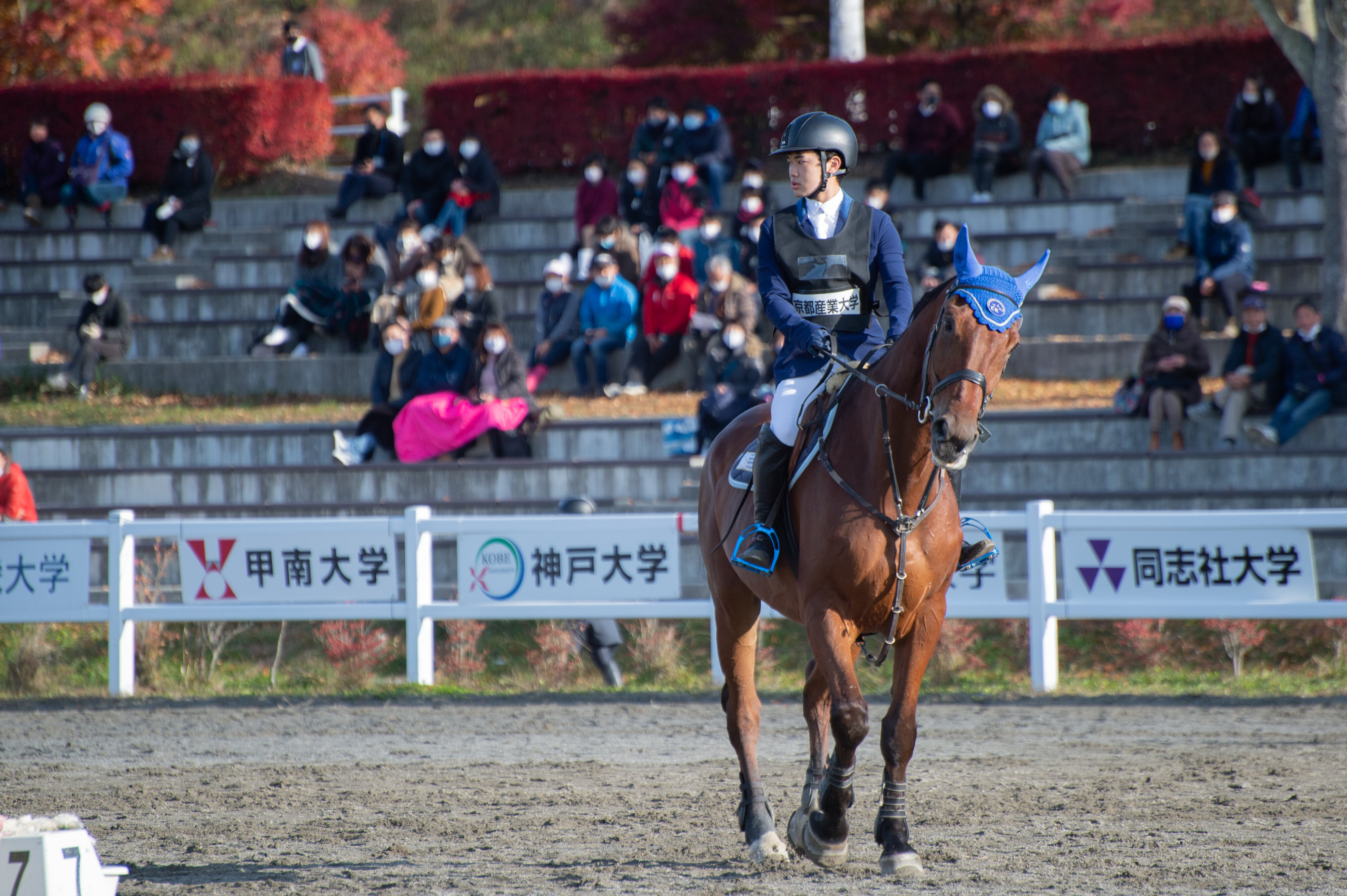 馬術部 全日本学生馬術大会 人馬一体となり躍動 京産大アスレチック