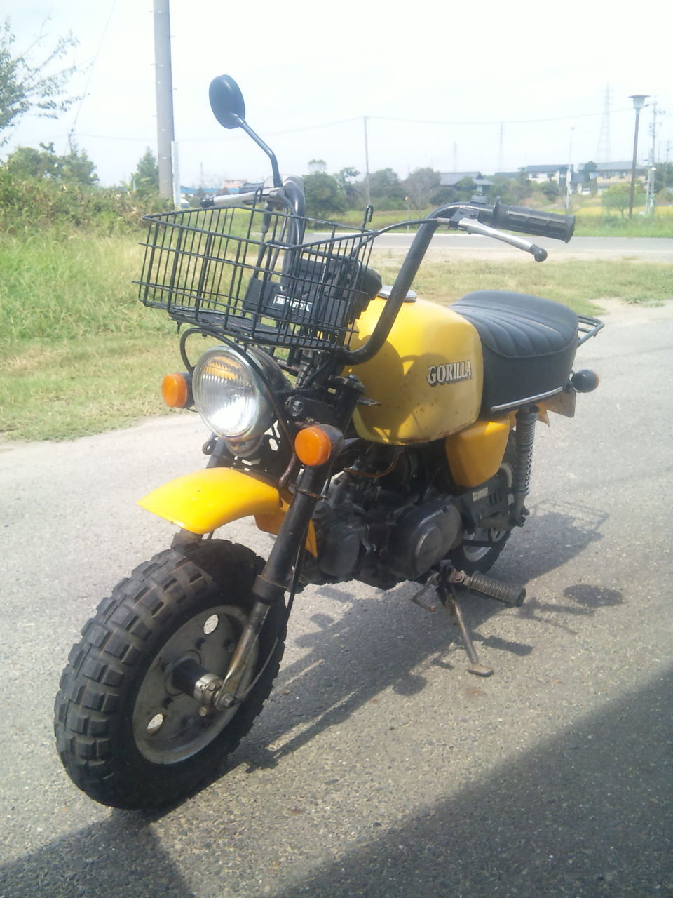 ゴリラ 成長しそうです。 : ksyellowmonkyのブログ