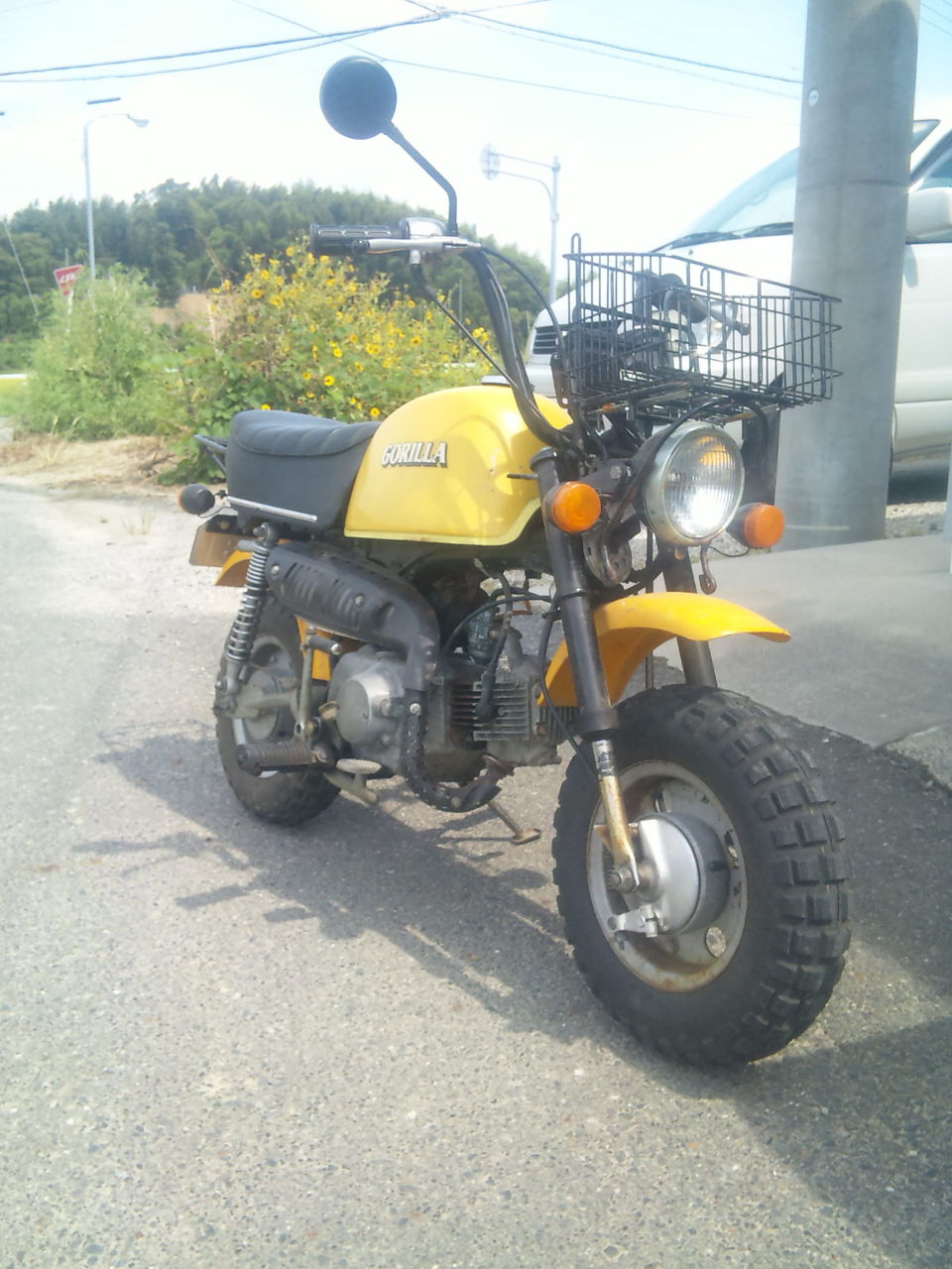 ゴリラ 成長しそうです。 : ksyellowmonkyのブログ