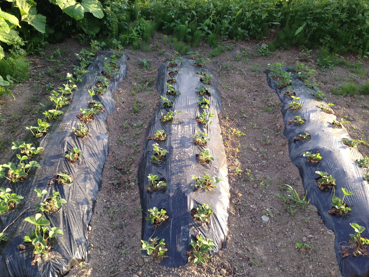 家庭菜園 北海道発 イチゴの開花 道産子サラリーマンの北海道生活を楽しむ方法