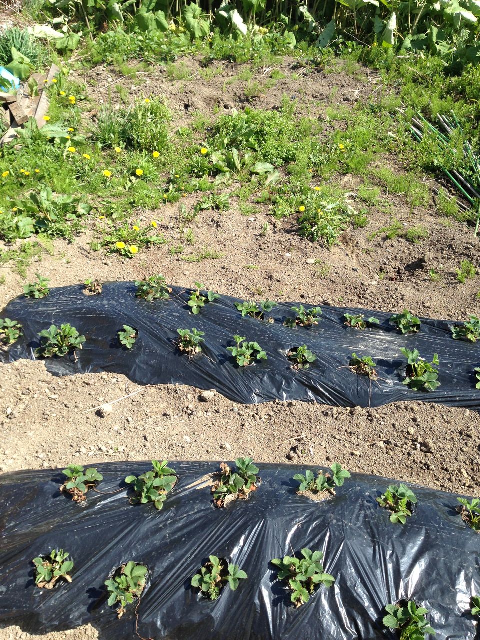 家庭菜園 北海道発 畑の準備をしました 道産子サラリーマンの北海道生活を楽しむ方法