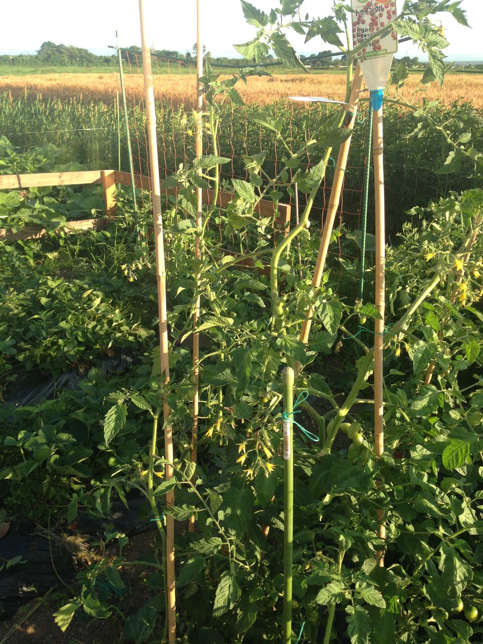 家庭菜園 北海道発 ミニトマトの３本仕立て 脇芽の挿芽 道産子サラリーマンの北海道生活を楽しむ方法