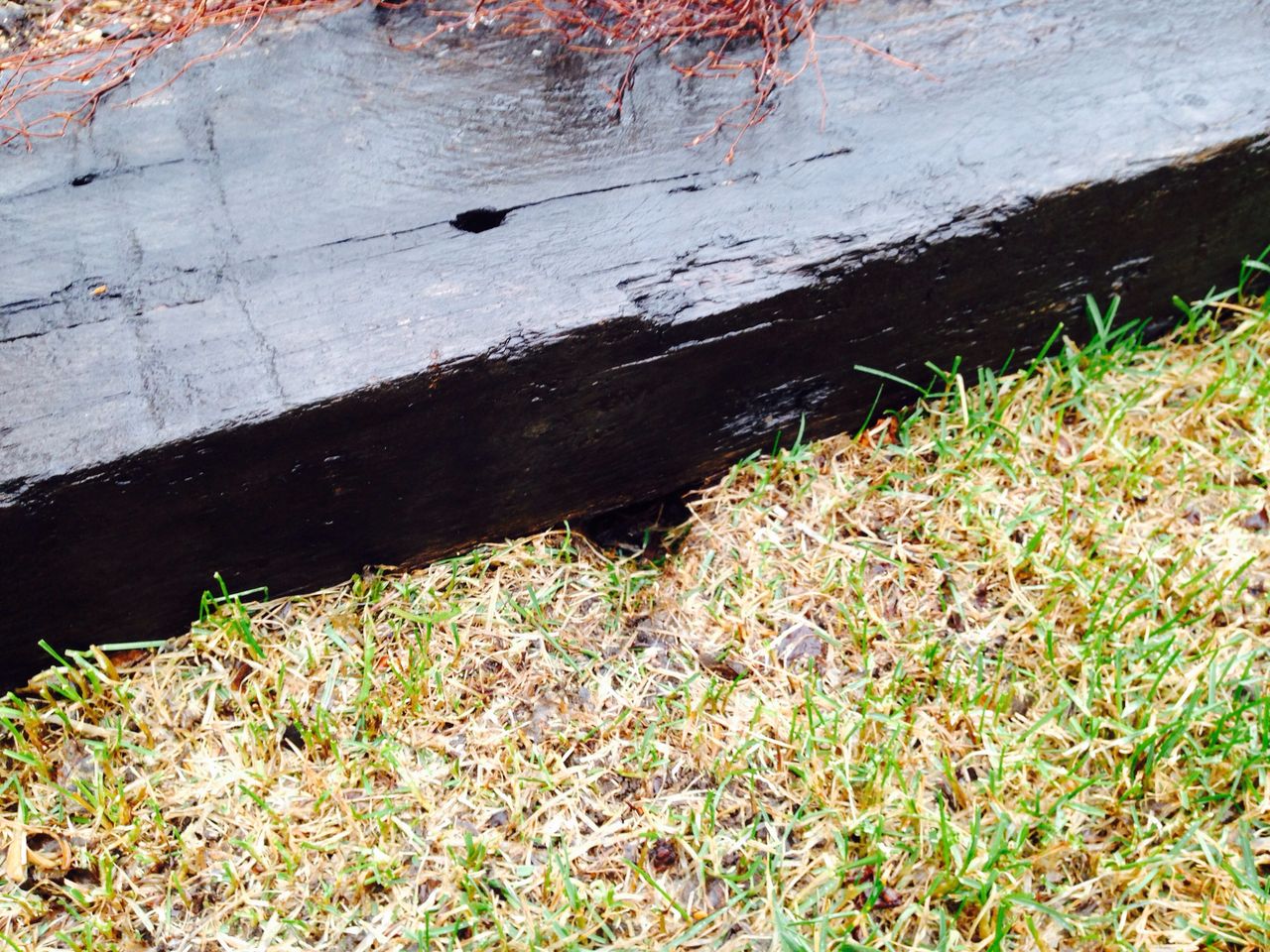 北海道で芝生の庭を 芝生に謎の穴が 道産子サラリーマンの北海道生活を楽しむ方法
