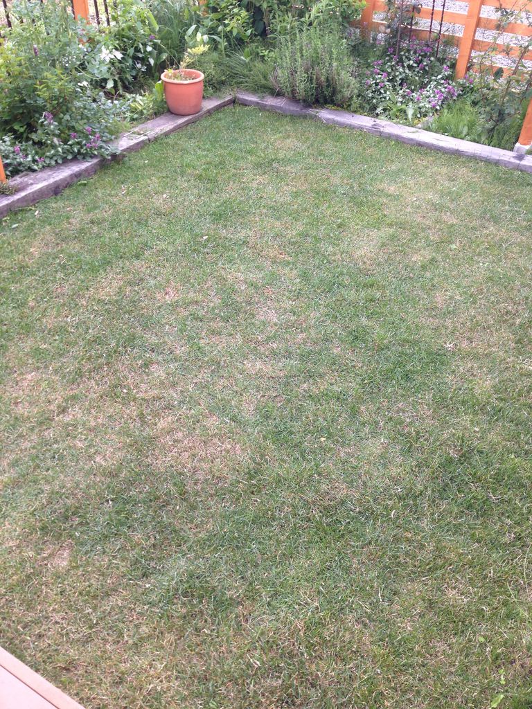 北海道で芝生の庭を エアレーションをしました 道産子サラリーマンの北海道生活を楽しむ方法