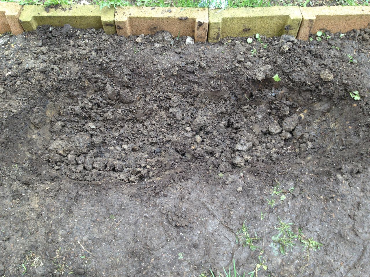 家庭菜園 北海道発 ブルーベリーの苗を植える 道産子サラリーマンの北海道生活を楽しむ方法