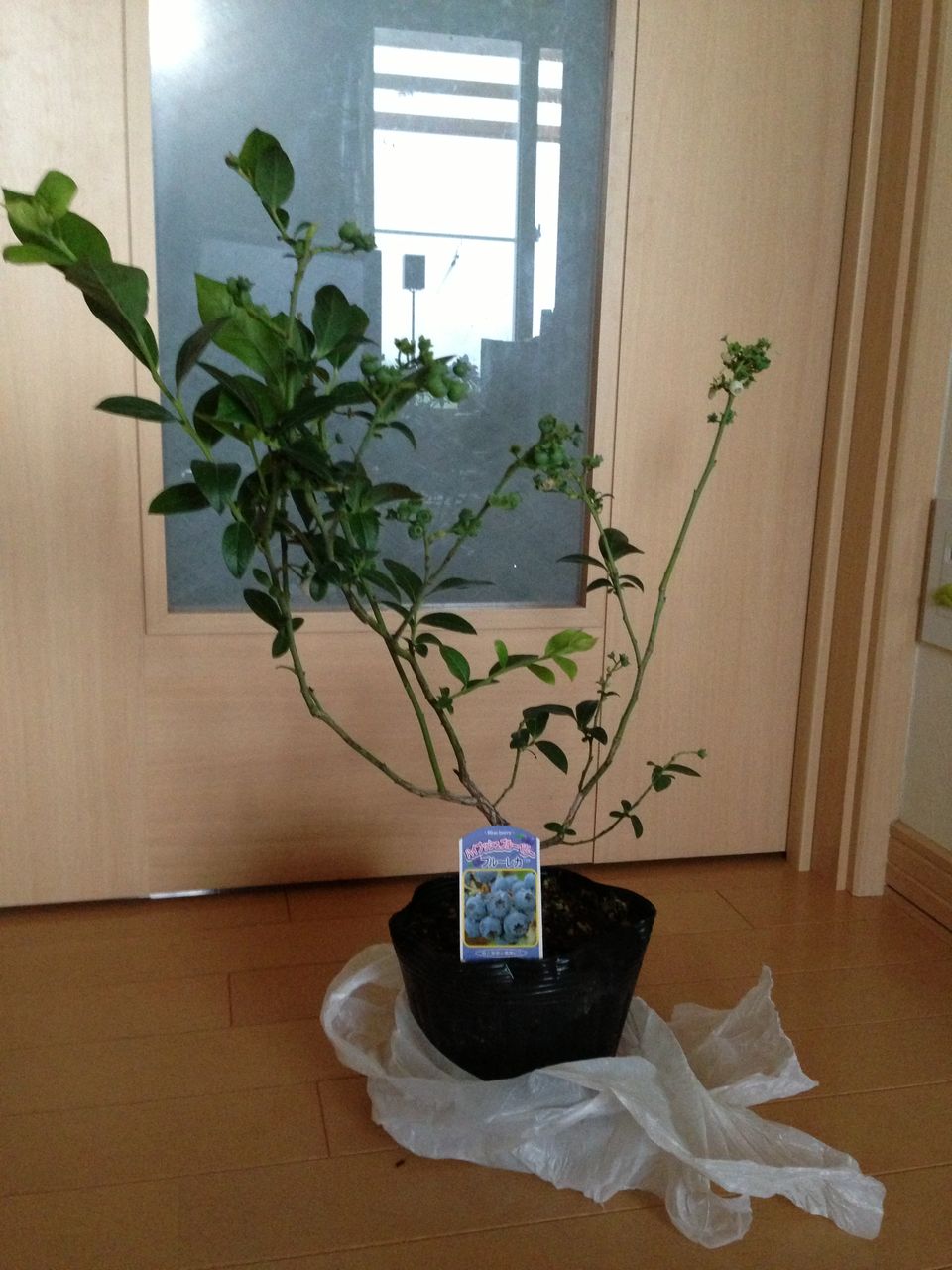 家庭菜園 北海道発 ネットでブルーベリーの苗を安く売っているお店を発見 道産子サラリーマンの北海道生活を楽しむ方法