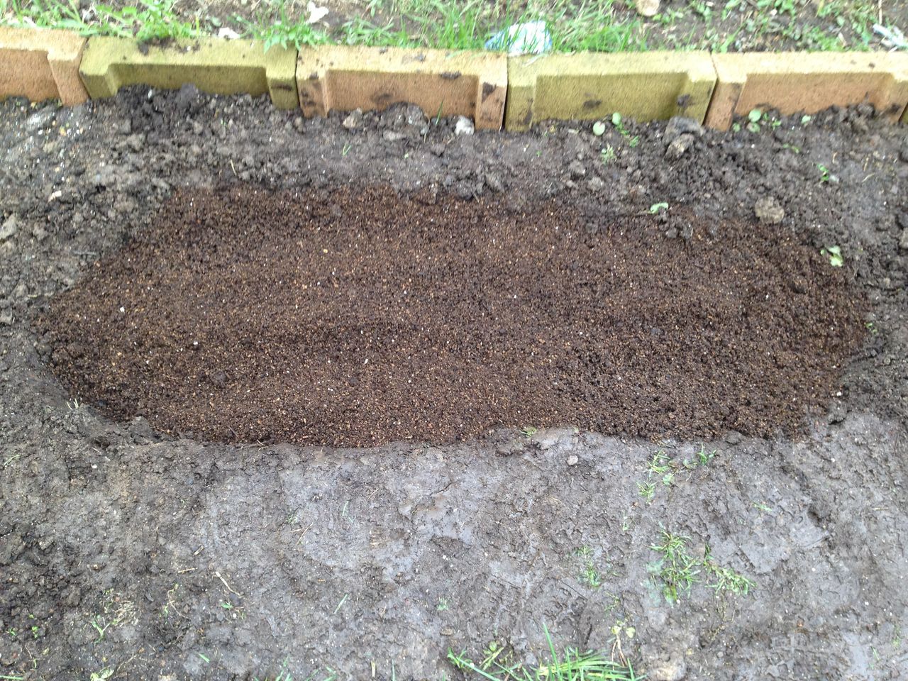 家庭菜園 北海道発 ブルーベリーの苗を植える 道産子サラリーマンの北海道生活を楽しむ方法