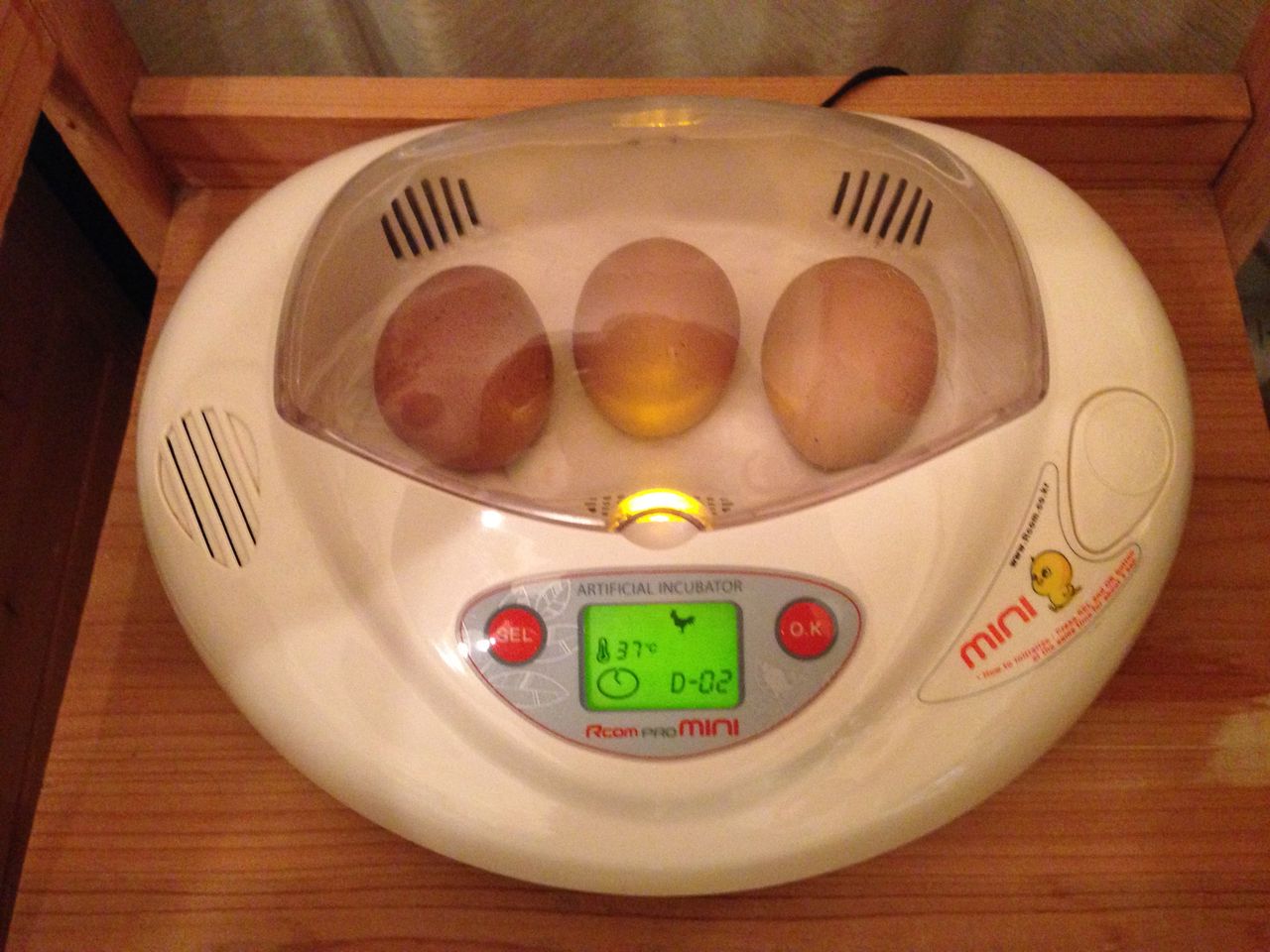 夏休み自由研究 ニワトリの卵から雛が孵りました 道産子サラリーマンの北海道生活を楽しむ方法