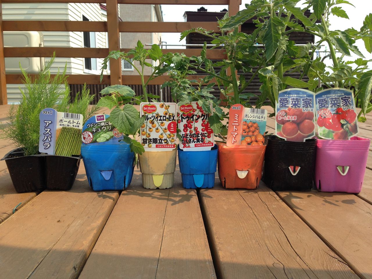 家庭菜園 北海道発 2015シーズン 苗の植え付け 道産子サラリーマンの北海道生活を楽しむ方法 家庭菜園 北海道発 2015シーズン 苗の植え付け 道産子サラリーマンの北海道生活を楽しむ方法
