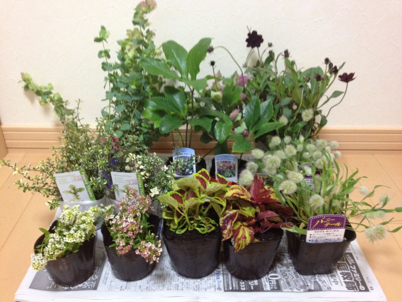 ガーデン 大量入手 さっぽろ園芸市 おぎはら植物園 道産子サラリーマンの北海道生活を楽しむ方法