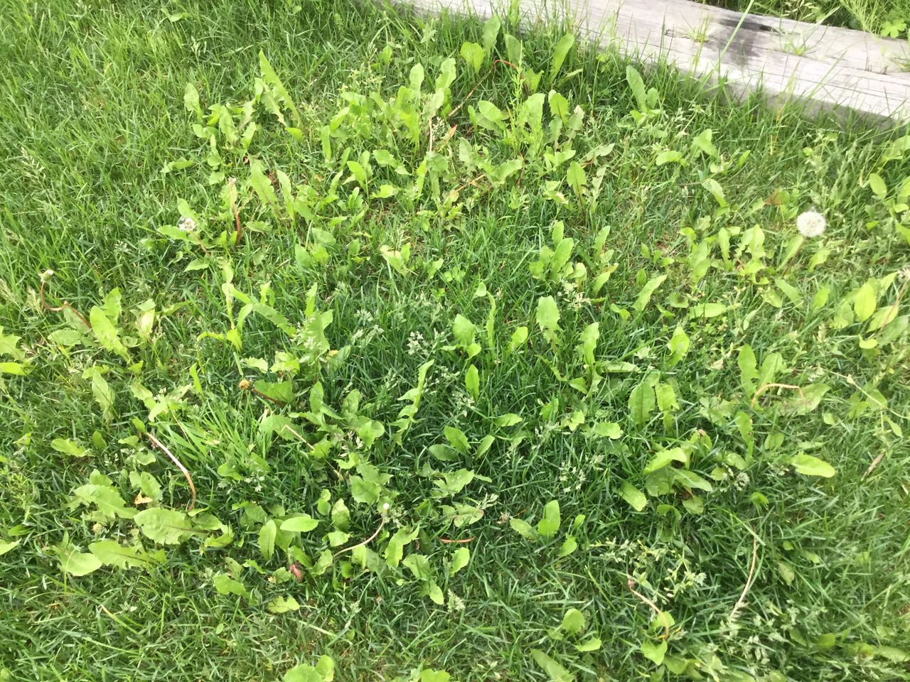 北海道で芝生の庭を 芝生に除草剤を撒く 道産子サラリーマンの北海道生活を楽しむ方法 北海道で芝生の庭を 芝生に除草剤を撒く 道産子サラリーマンの北海道生活を楽しむ方法
