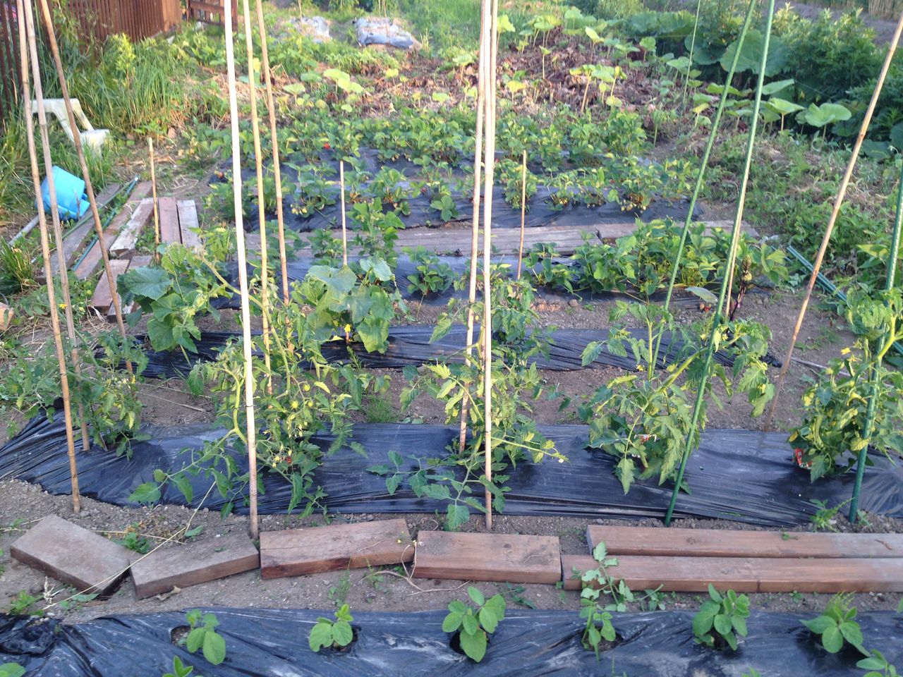 家庭菜園 北海道発 ミニトマト３本仕立てで収穫量３倍に 道産子サラリーマンの北海道生活を楽しむ方法