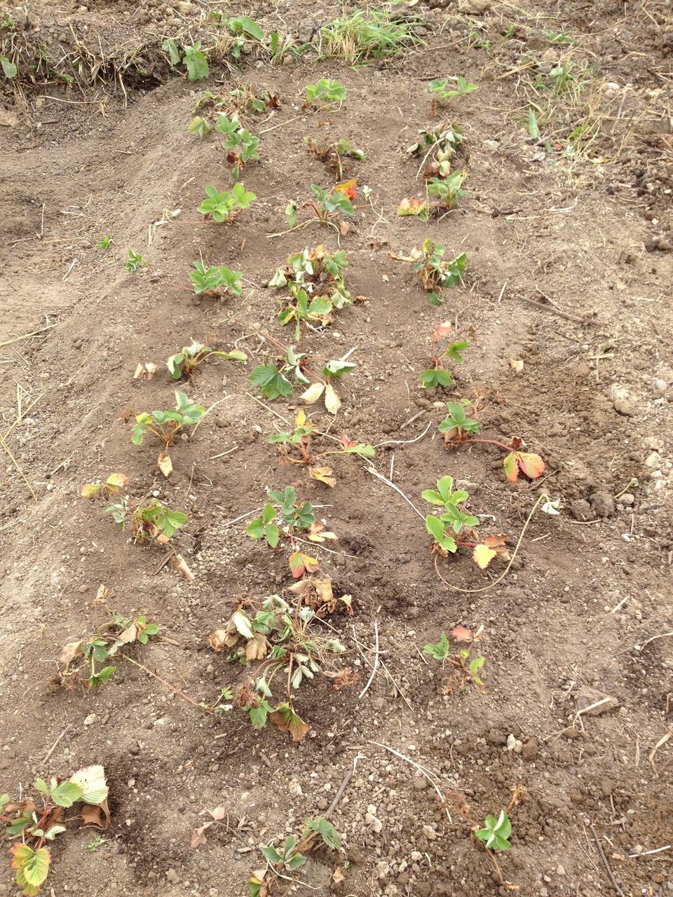 家庭菜園 北海道発 イチゴの苗を地植えに戻します 道産子サラリーマンの北海道生活を楽しむ方法