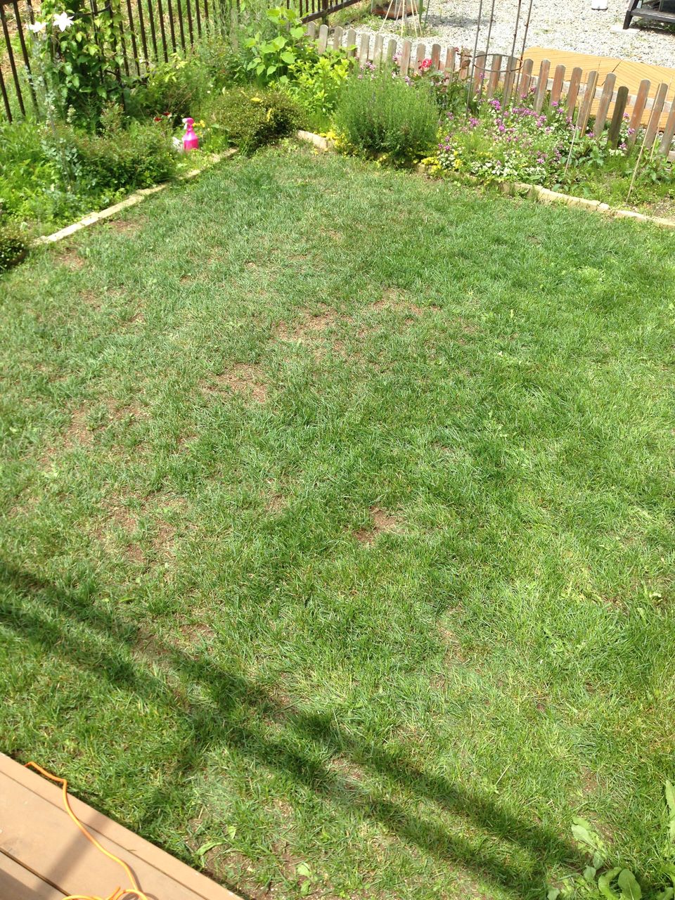 北海道で芝生の庭を 芝生が大分復活してきました 道産子サラリーマンの北海道生活を楽しむ方法