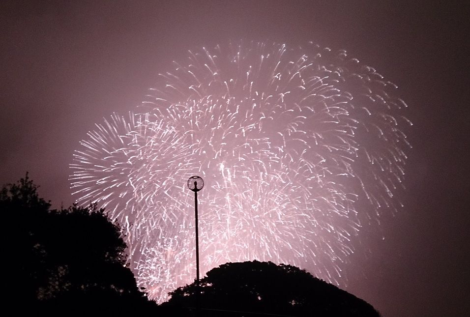 20150529��Ҳֲ�6
