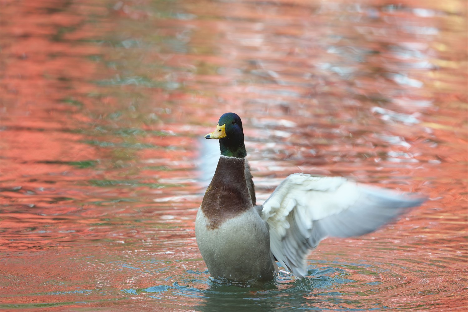 エンジェルポーズ とりがあはっぴい エンジェルポーズ とりがあはっぴい
