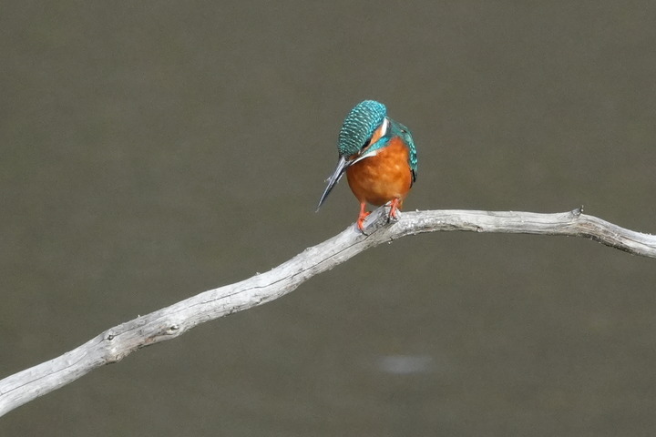 α6700 カワセミ撮影を少し考える : tamsan'sリストア2