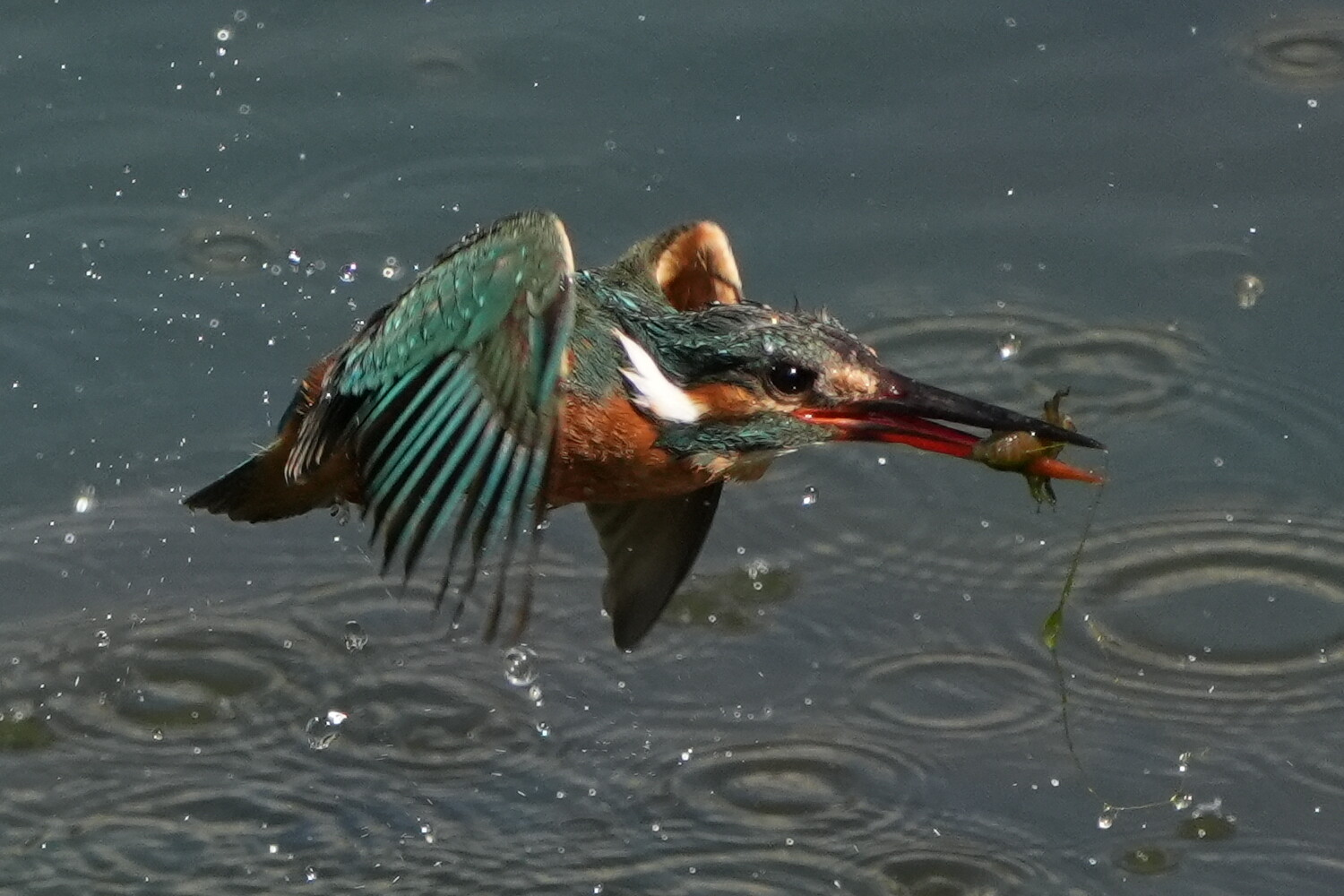 α6700 お気軽カワセミ撮影は続く : tamsan'sリストア2