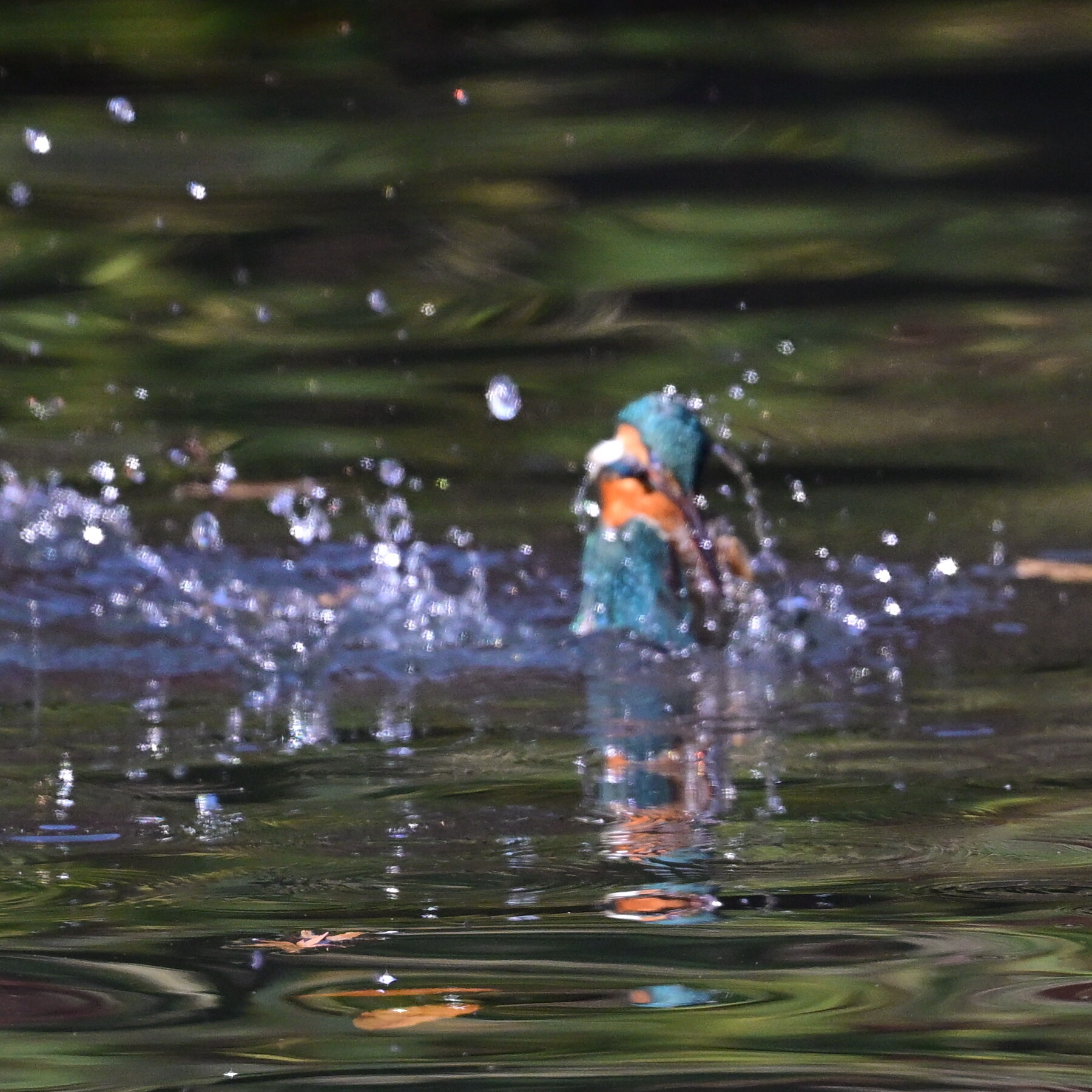 Z50II カワセミ撮影 試行錯誤＃8 : tamsan'sリストア2