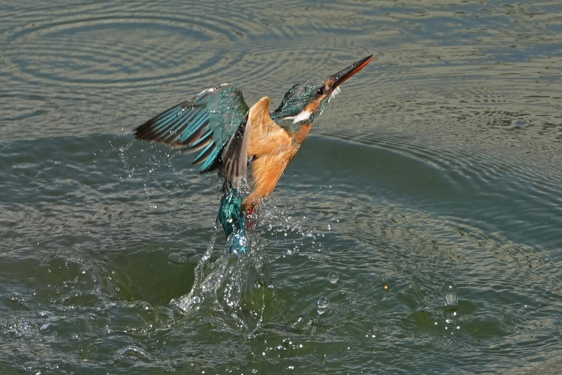 α6700 お気軽カワセミ撮影は続く : tamsan'sリストア2