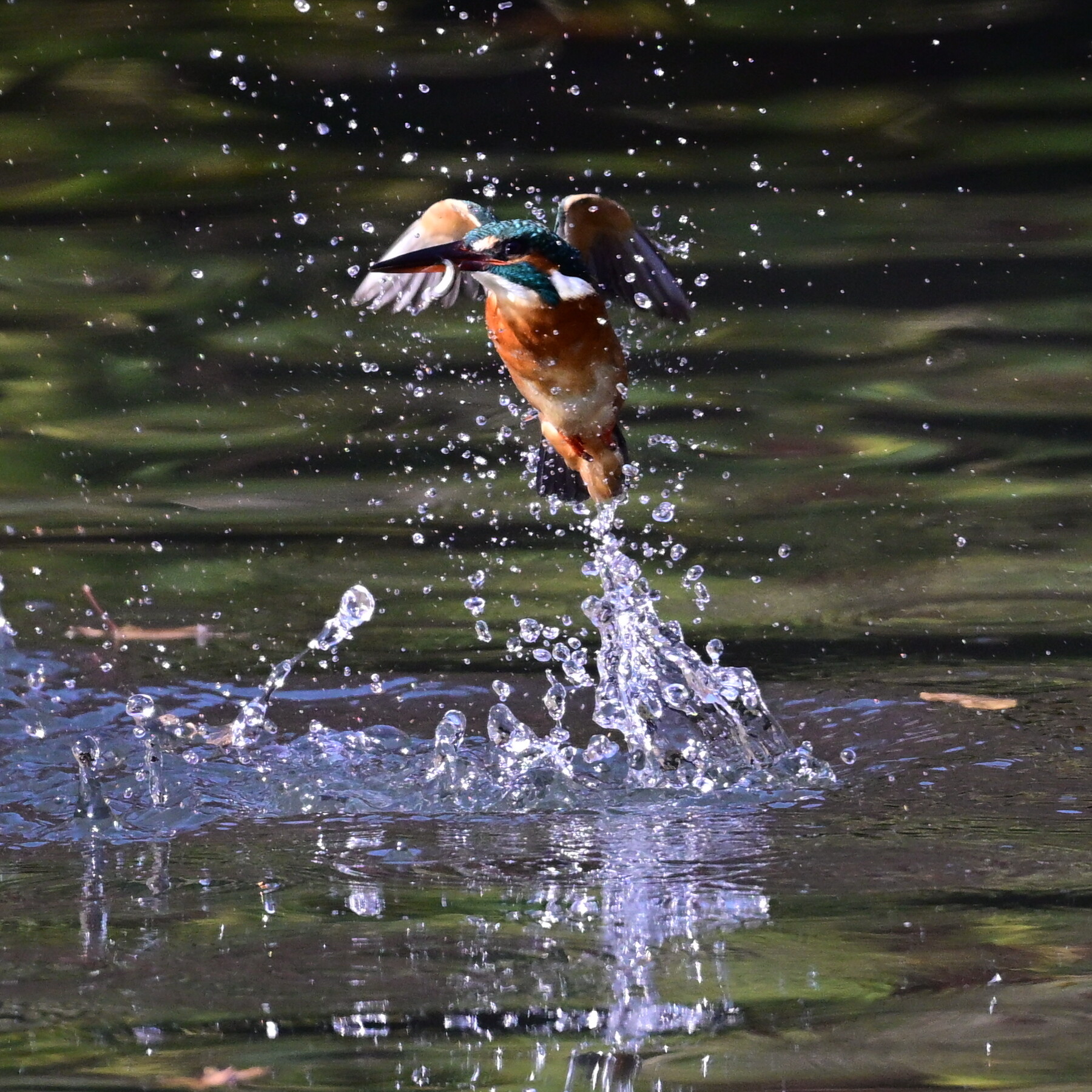 Z50II カワセミ撮影 試行錯誤＃8 : tamsan'sリストア2