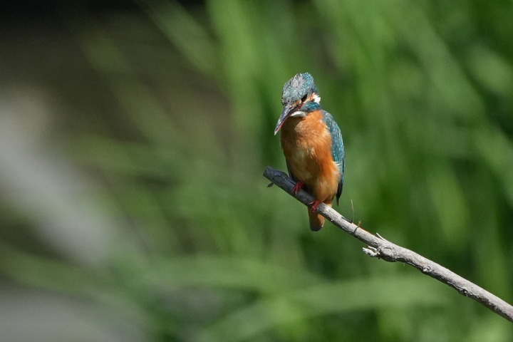 α6700 お気軽カワセミ撮影は続く : tamsan'sリストア2