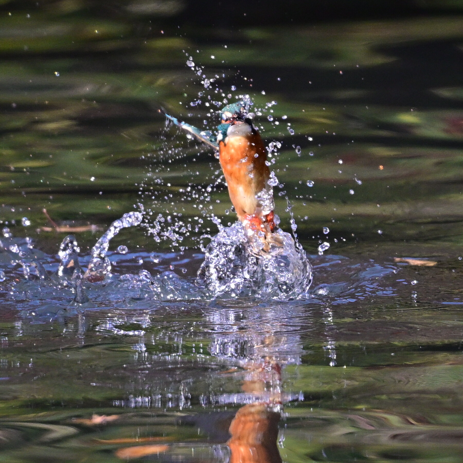 Z50II カワセミ撮影 試行錯誤＃8 : tamsan'sリストア2