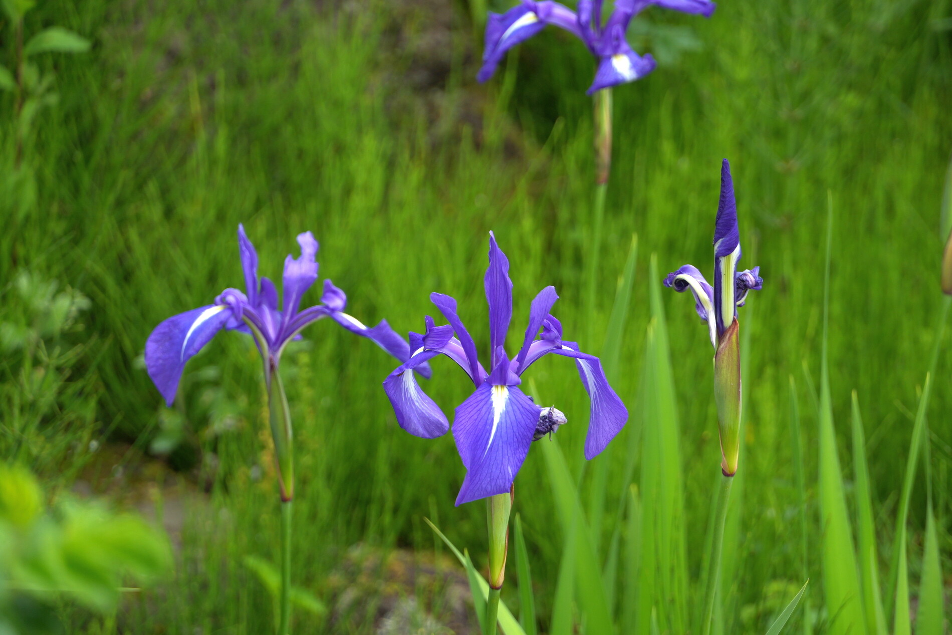 箱根湿生花園 : tamsan'sリストア2
