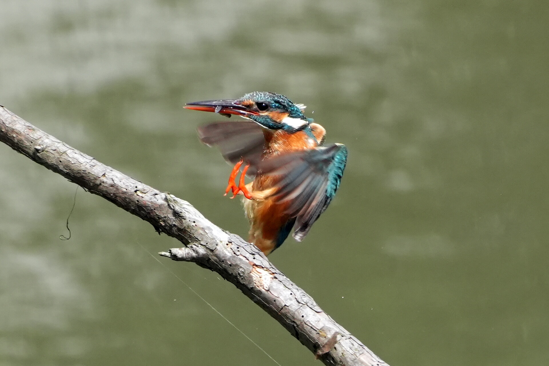 α6700 カワセミ飛物撮影検証 : tamsan'sリストア2