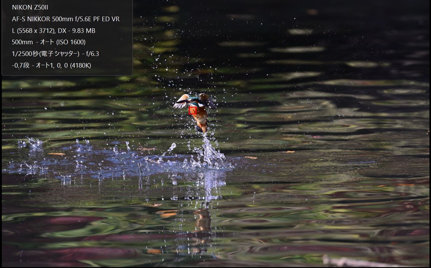 Z50II カワセミ撮影 試行錯誤＃8 : tamsan'sリストア2