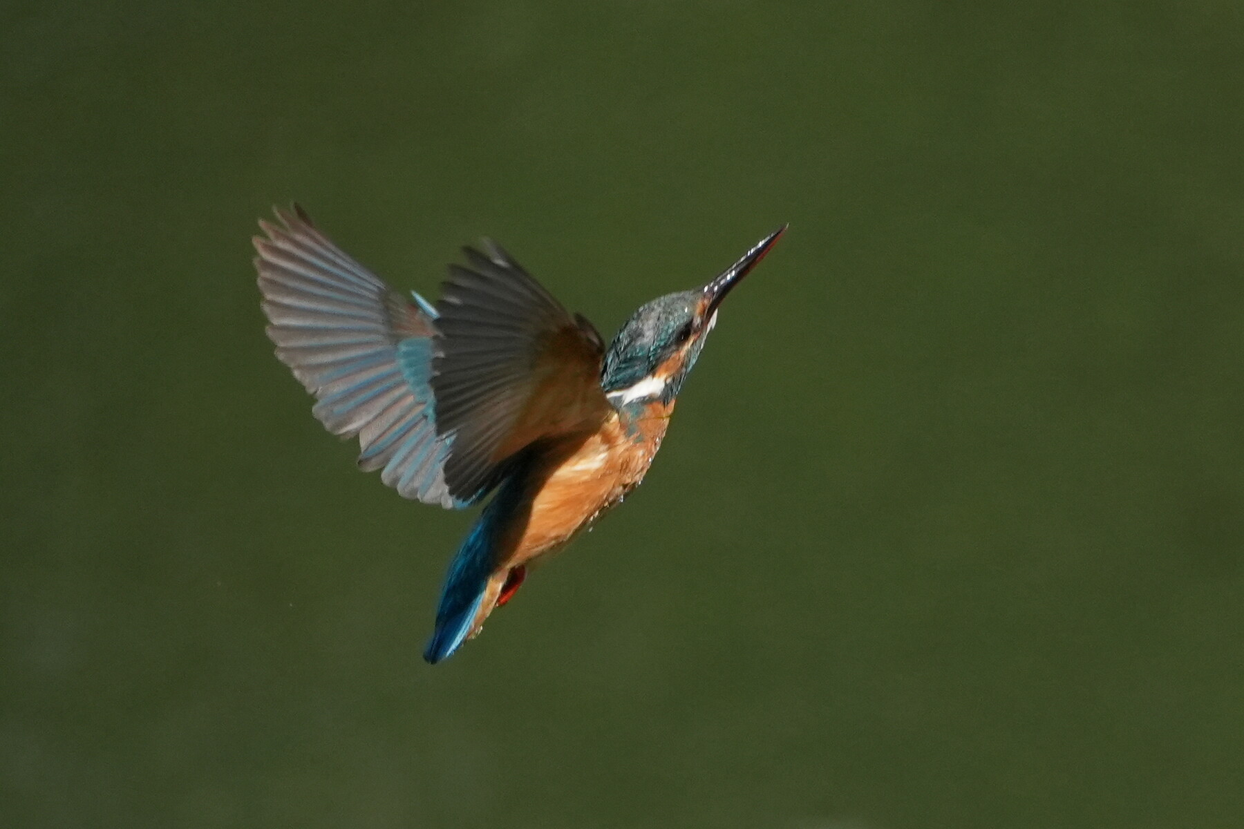 α6700 お気軽カワセミ撮影は続く : tamsan'sリストア2