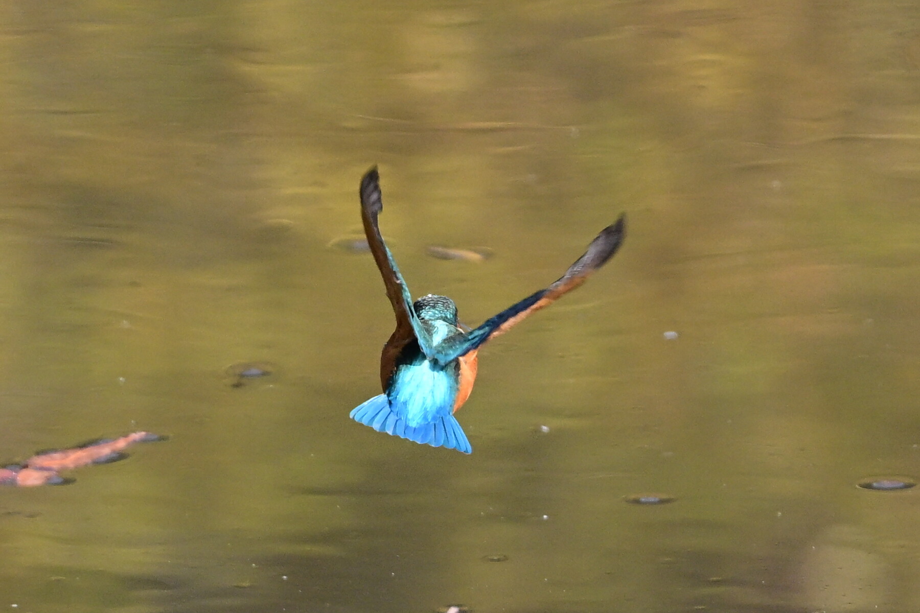 Z50II カワセミ撮影試行錯誤＃1 : tamsan'sリストア2