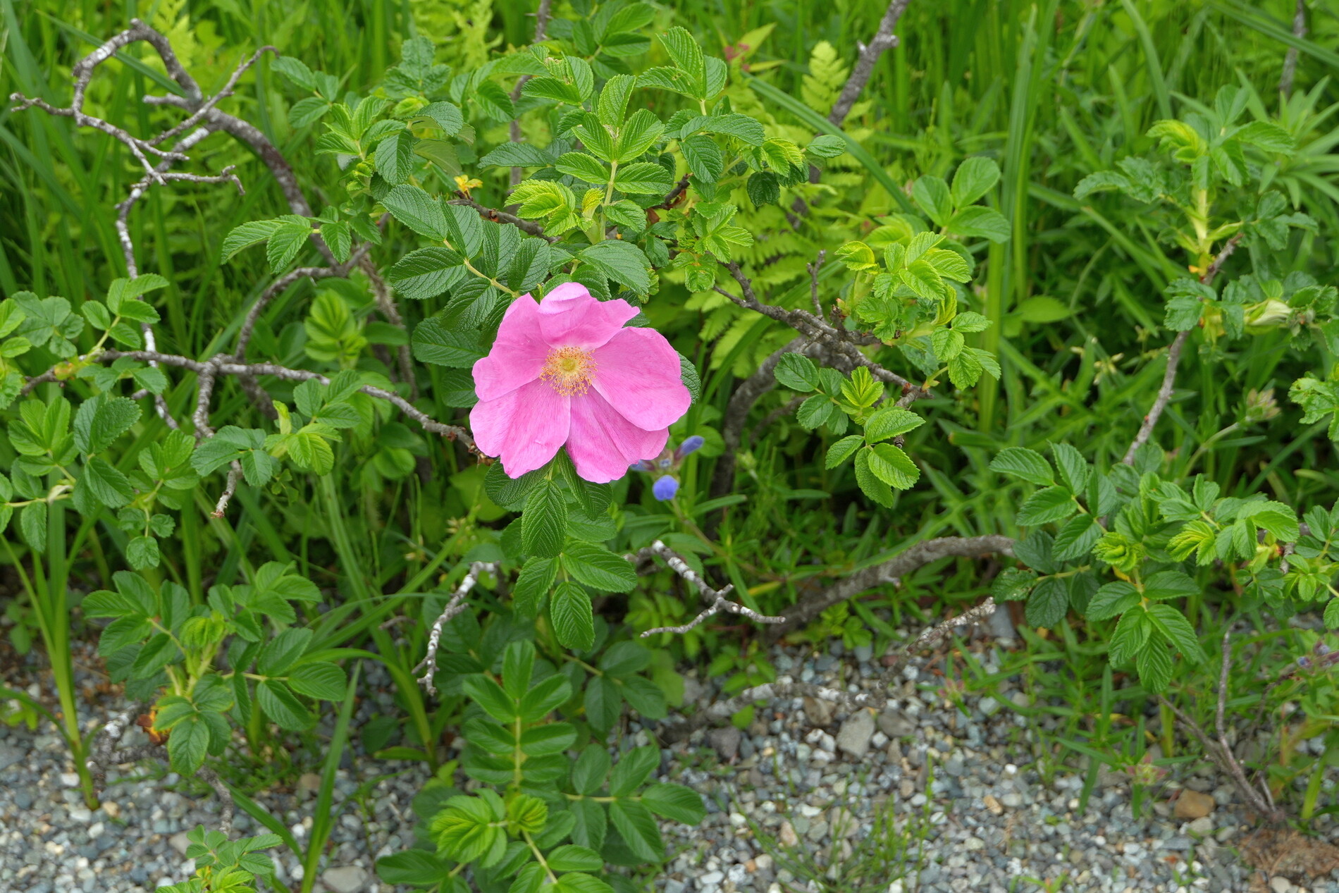 杪夏　箱根湿性花園のマツムシ草 パステル画 マツムシソウは初秋の風にゆれて…青紫色は仙石原の大切な想い出