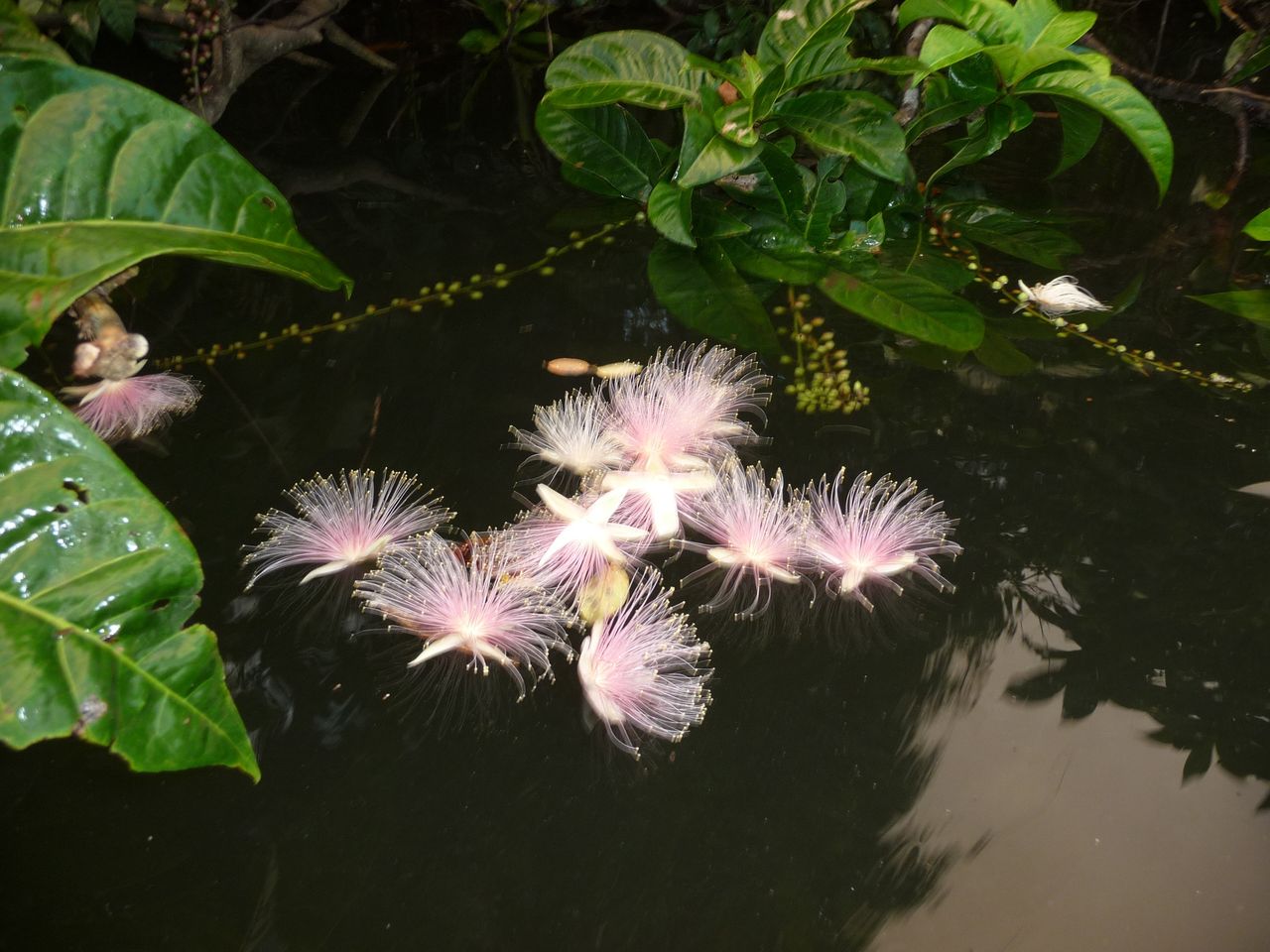 下がり花 Ktb0724のblog