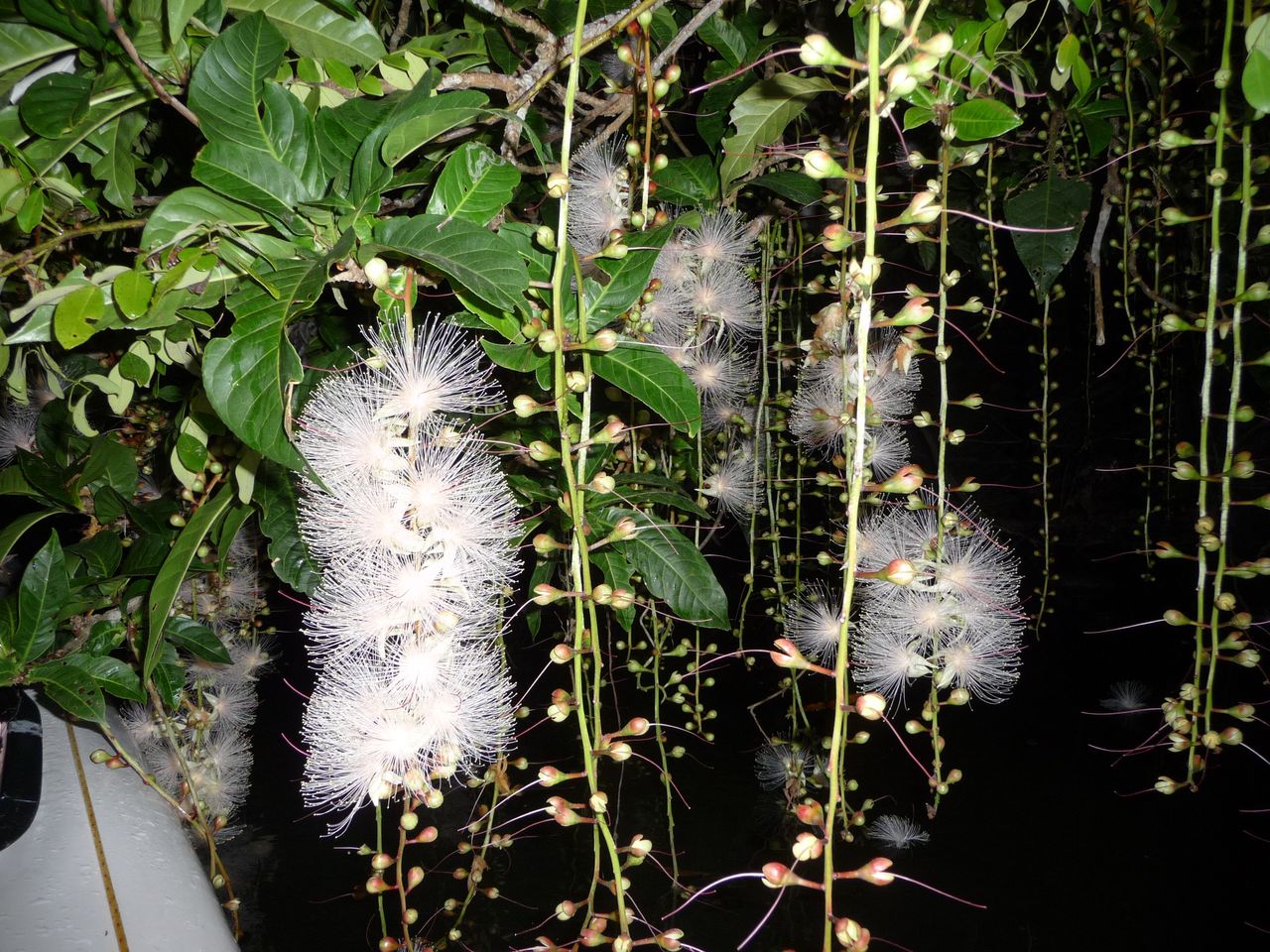 下がり花 Ktb0724のblog