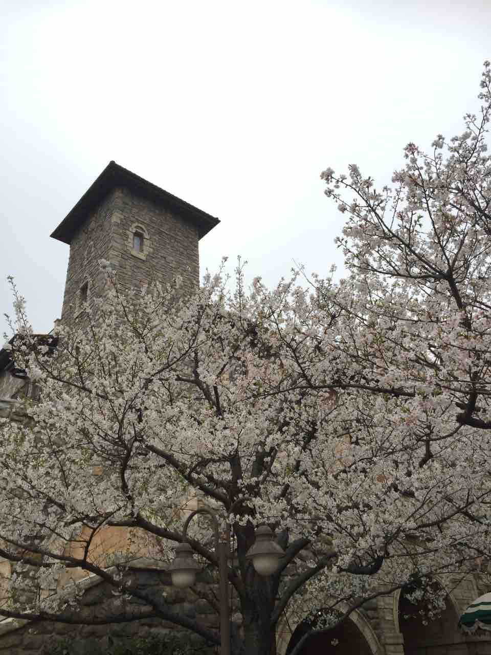 だいすきｔｄｒ ディズニーシー ピクニックエリアの桜