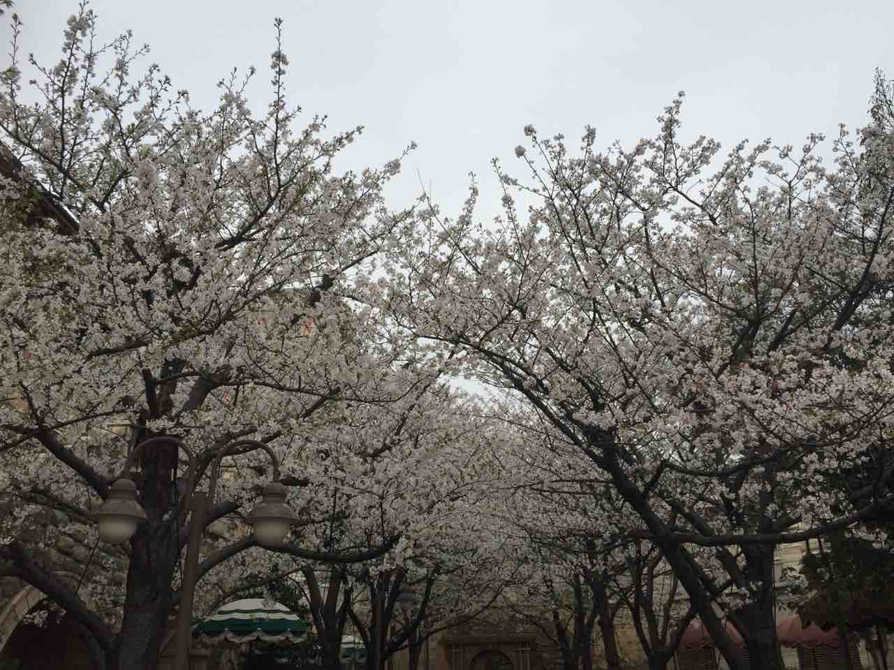 だいすきｔｄｒ ディズニーシー ピクニックエリアの桜
