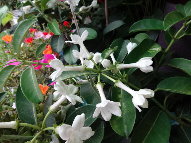 鶯谷町 代官山ガーデン フラワーショップ ガーデニング 渋谷 代官山タウン情報