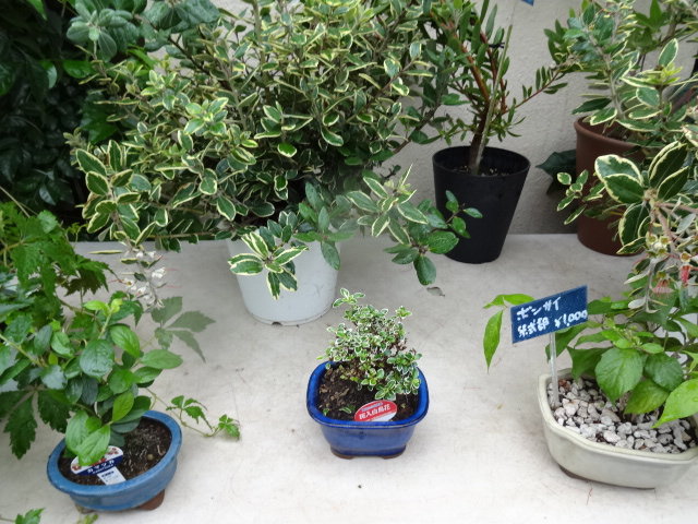 鶯谷町 代官山ガーデン フラワーショップ ガーデニング 渋谷 代官山タウン情報