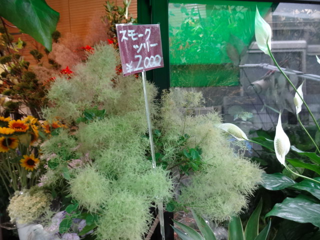 鶯谷町 代官山ガーデン フラワーショップ ガーデニング 渋谷 代官山タウン情報