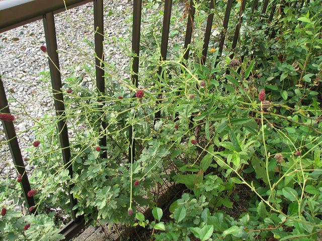 210円 定価 しその花穂 穂紫蘇 花穂 ほじそ 穂じそ １枚